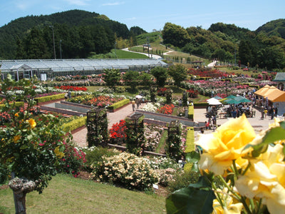 島田市ばらの丘公園　ばらフェスタ開催中！